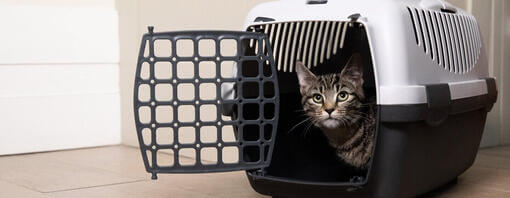 Cat travel crate best sale